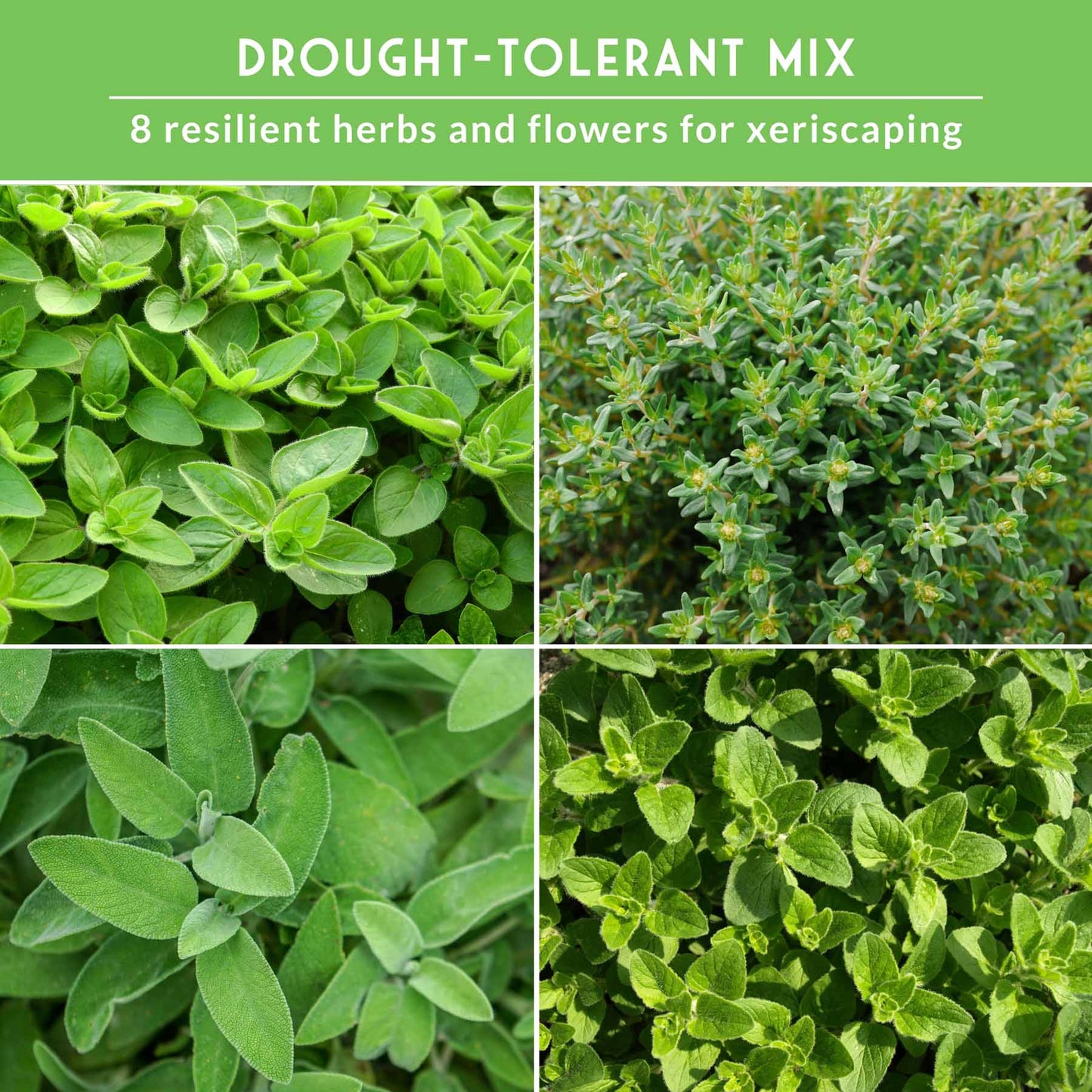 Drought-Tolerant Herb & Flower Seed Kit – 8 Full-Sun, Xeriscape-Friendly Varieties for Low-Water Gardens