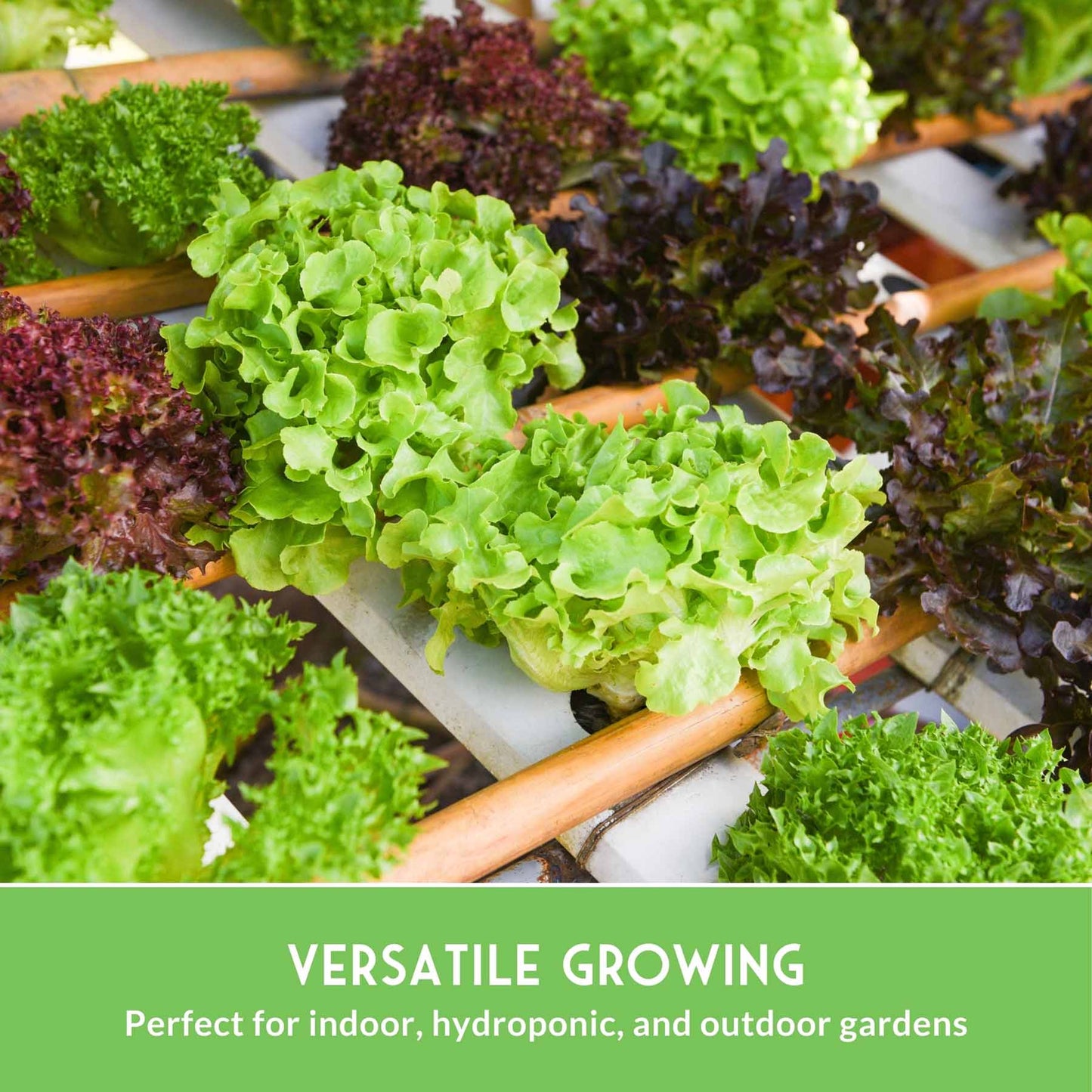 10 Lettuce Seed Collection – Looseleaf, Romaine, Butterhead & Crisphead Varieties for Year-Round Salad Harvests
