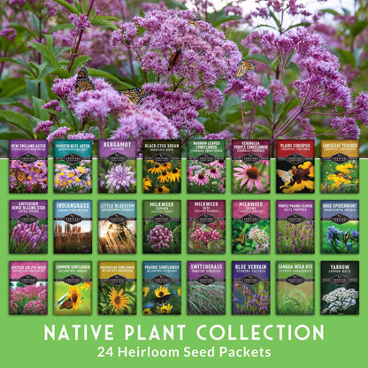 Native Habitat Seed Collection – 24 Native Wildflowers & Grasses for Pollinators, Meadows & Low-Maintenance Landscapes
