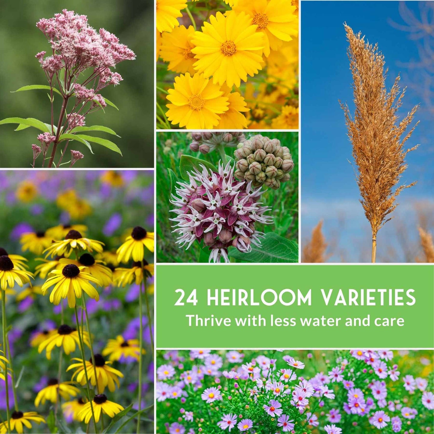 Native Habitat Seed Collection – 24 Native Wildflowers & Grasses for Pollinators, Meadows & Low-Maintenance Landscapes