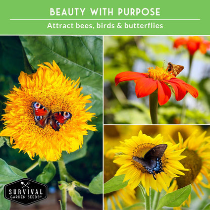 Sunflower Seed Collection – 6 Colorful, Pollinator-Friendly Varieties for Stunning Garden Displays