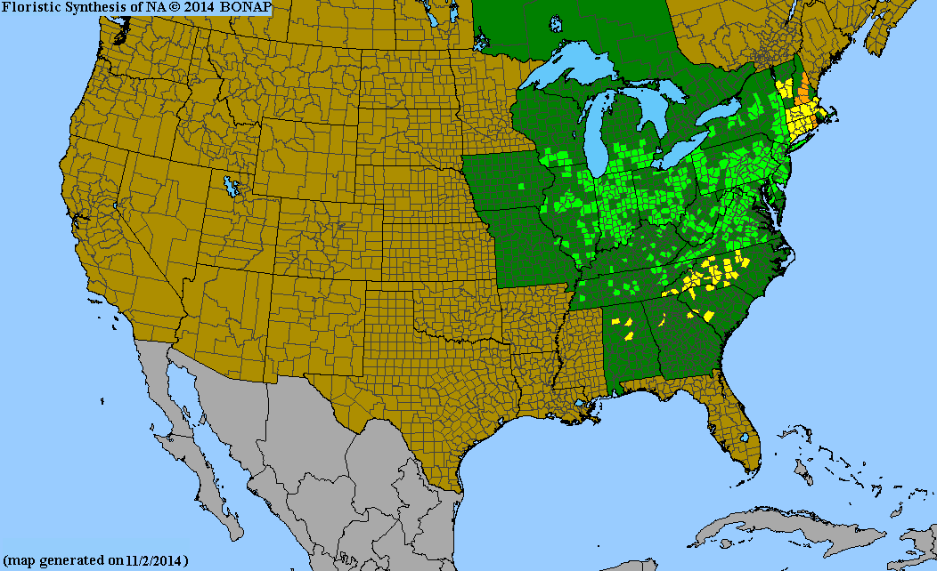 Wild Senna Seeds, EastMichNatives