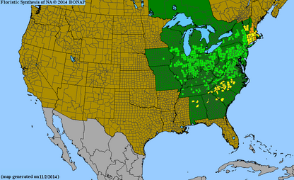 Wild Senna Seeds, EastMichNatives