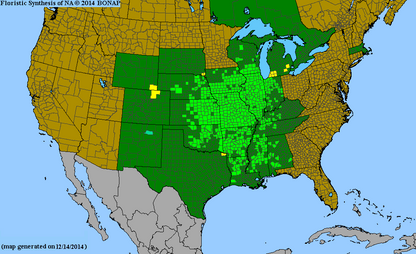 Rosinweed Seeds, EastMichNatives