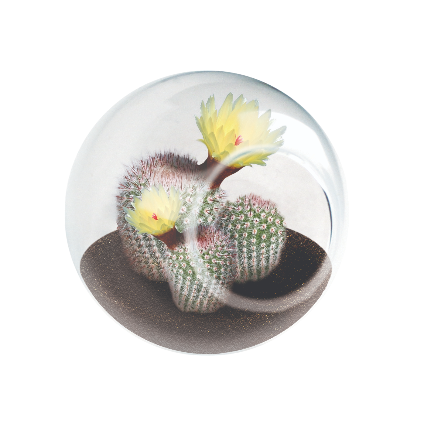 Flowering Cacti Tiny Terrariums Bundle - 2 each of 3 Varieties