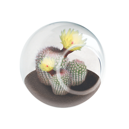 Flowering Cacti Tiny Terrariums Bundle - 2 each of 3 Varieties