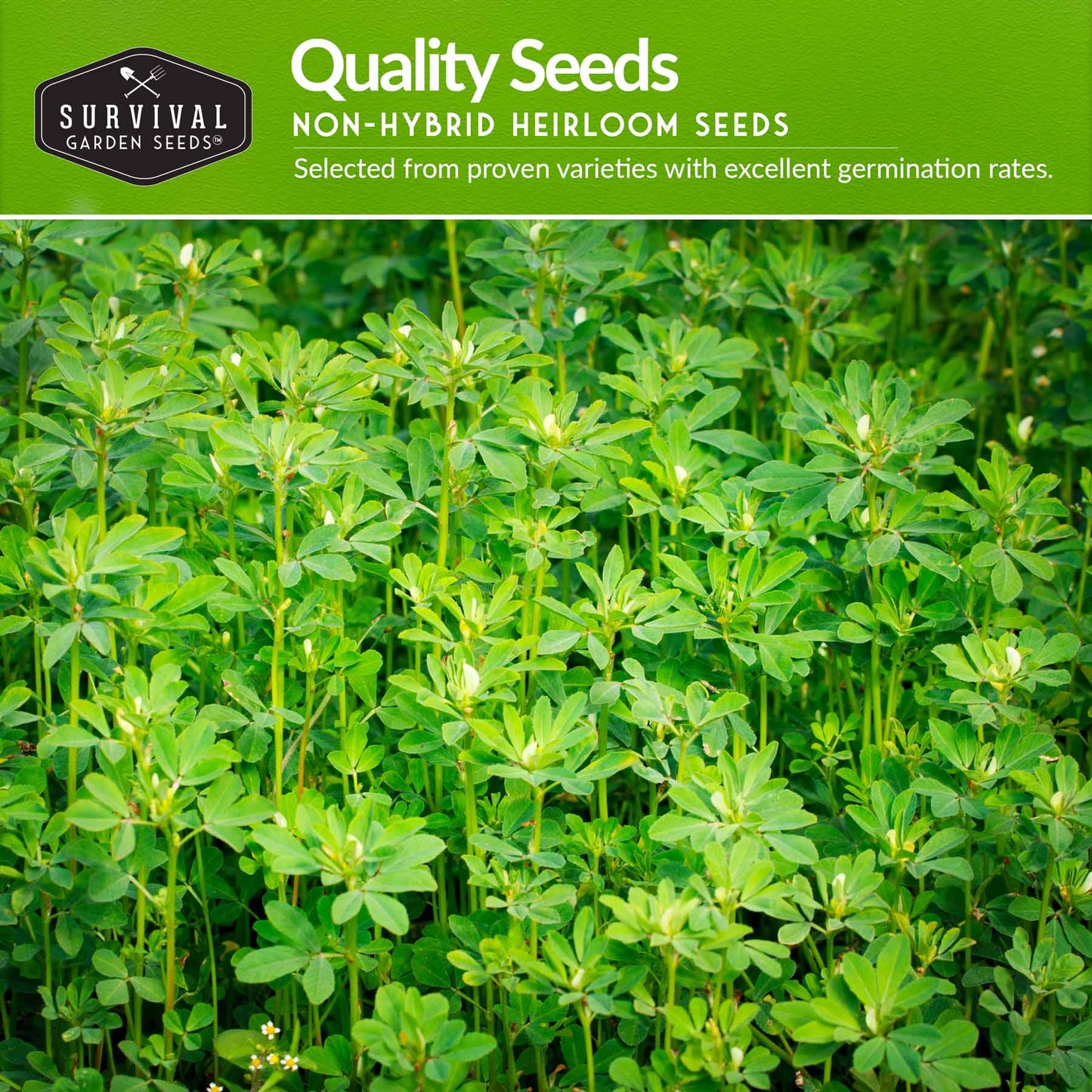 10-Variety Heirloom Spring Vegetable Seed Collection – Non-GMO Cool-Weather Crops for Early, Fall, or Indoor Gardening