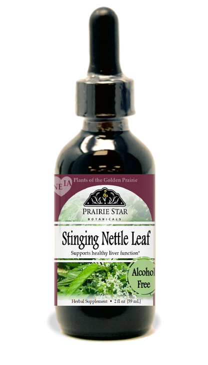 Stinging Nettle
