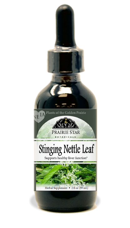 Stinging Nettle