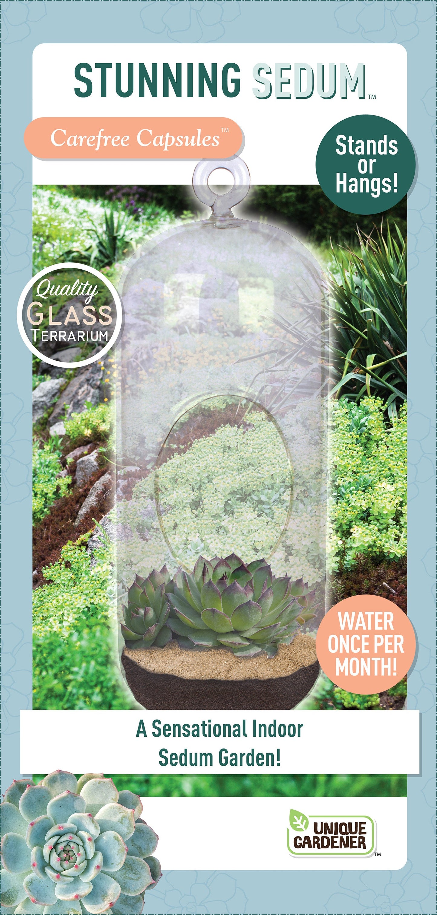 Stunning Sedum Glass Terrarium Seed Starting Kit