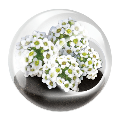 Flowering Tiny Terrariums Bundle - 1 each of 6 Varieties