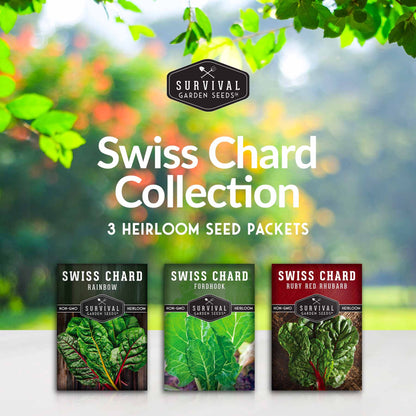 Swiss Chard 3 Variety Seed Collection – Rainbow, Ruby Red, and Fordhook Giant Heirloom Greens for Continuous Harvests