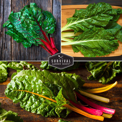 Swiss Chard 3 Variety Seed Collection – Rainbow, Ruby Red, and Fordhook Giant Heirloom Greens for Continuous Harvests