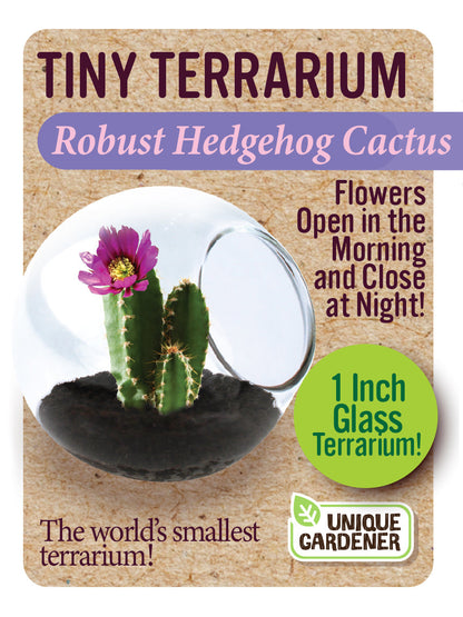 Cacti Tiny Terrariums Bundle - 1 each of 6 Varieties