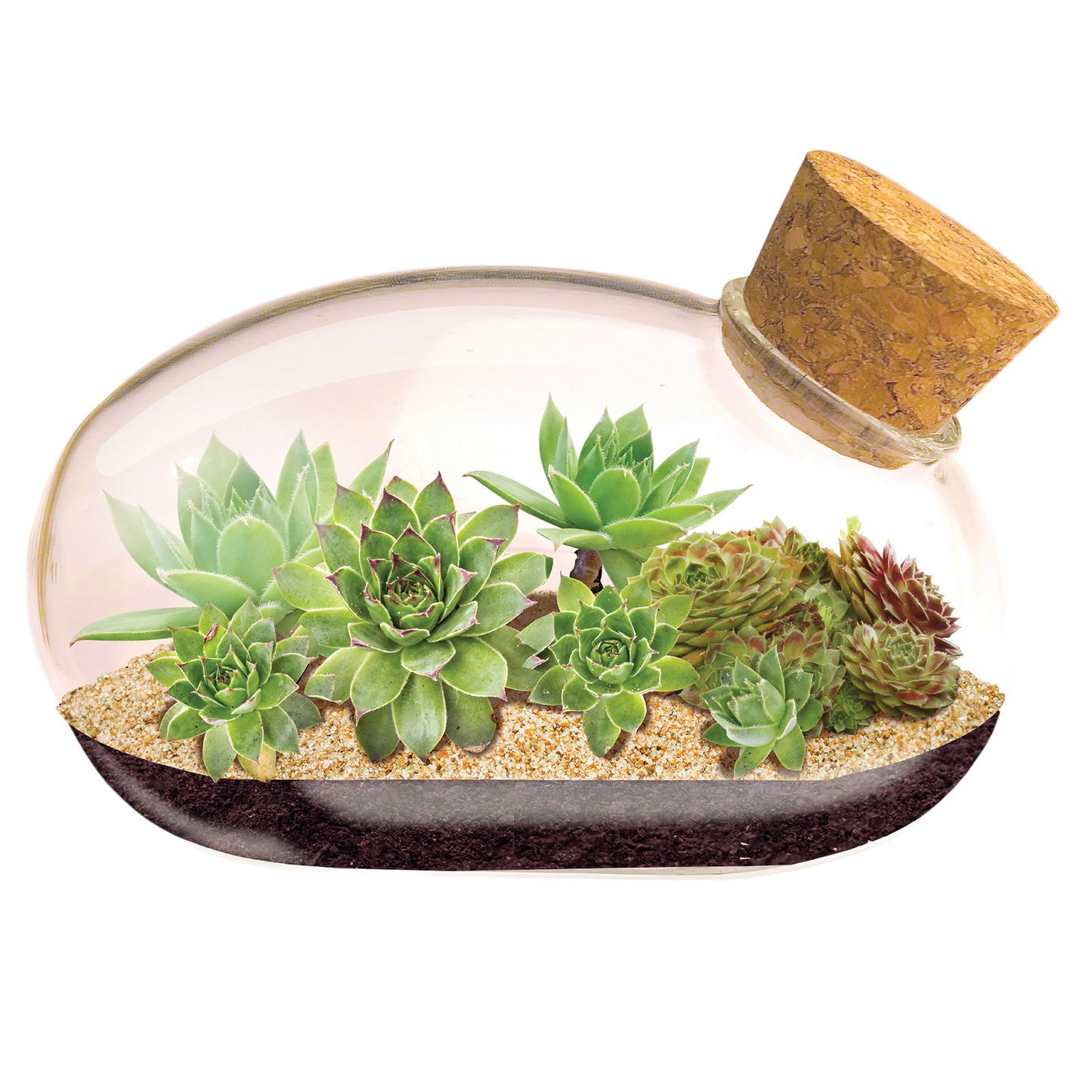 The Succulent Star Mouse Garden Glass Terrarium with Cork