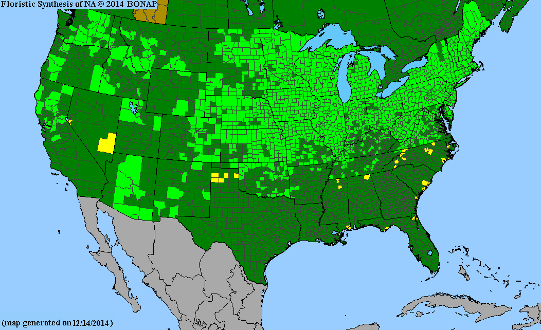 Blue Vervain Seeds, EastMichNatives
