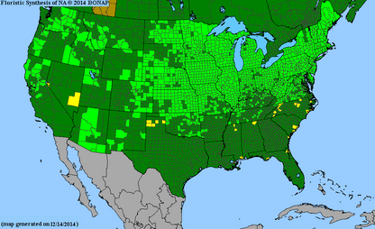 Blue Vervain Seeds, EastMichNatives