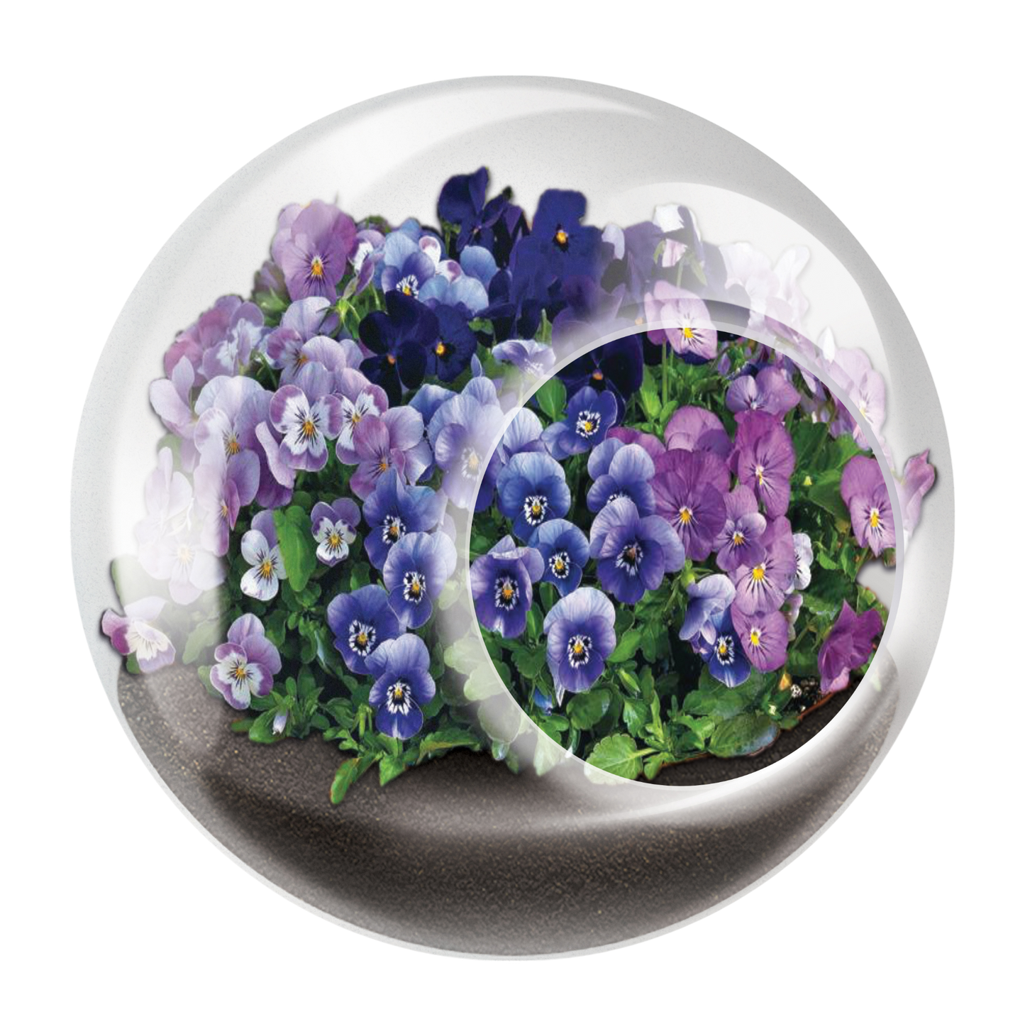 Flowering Tiny Terrariums Bundle - 1 each of 6 Varieties