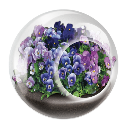 Flowering Tiny Terrariums Bundle - 1 each of 6 Varieties