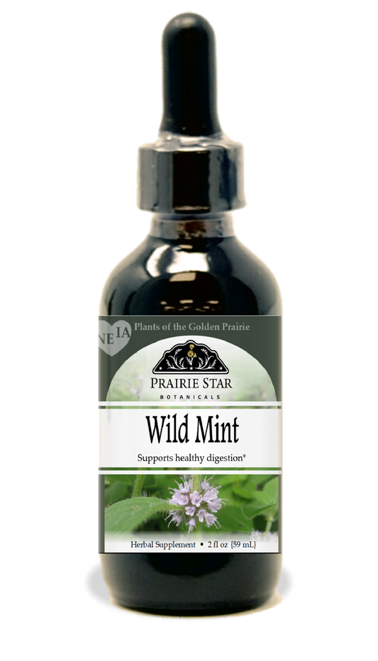 Wild Mint