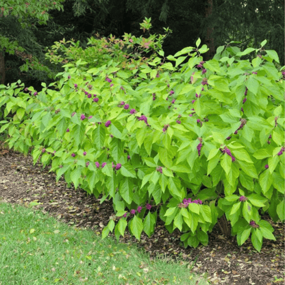 American Beautyberry – 30 Seeds