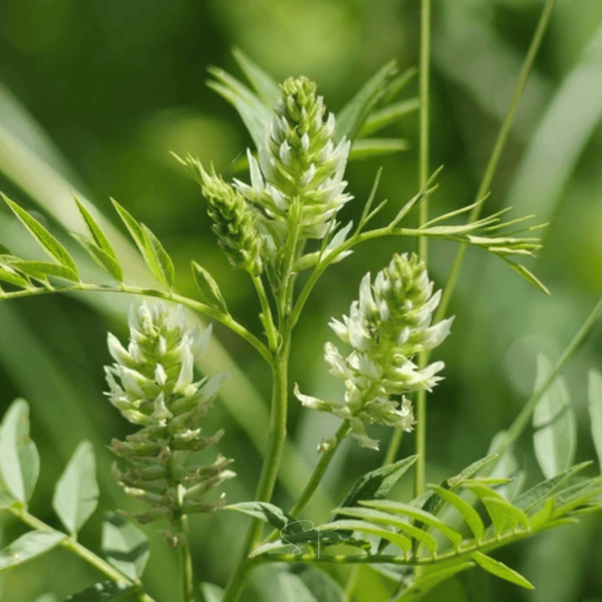 licorice seed plant American Wild Licorice – 40 Seeds – EastMichNatives Nature Store