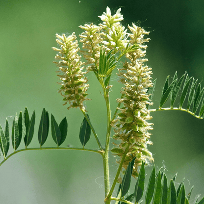 American Wild Licorice – 40 Seeds