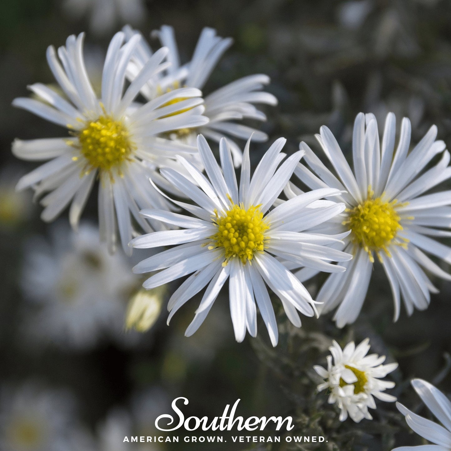 Heath White Aster – 50 Seeds