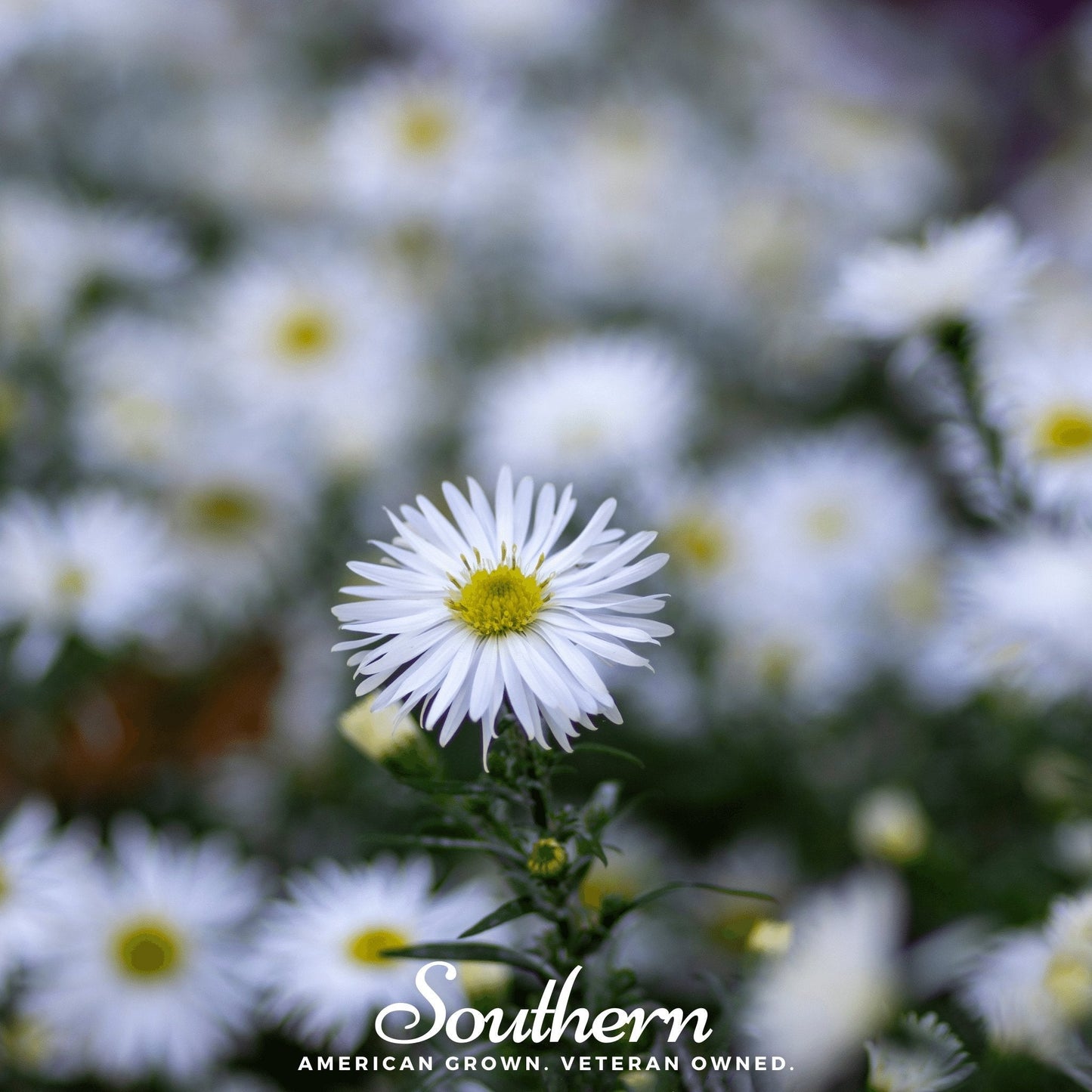 Heath White Aster – 50 Seeds
