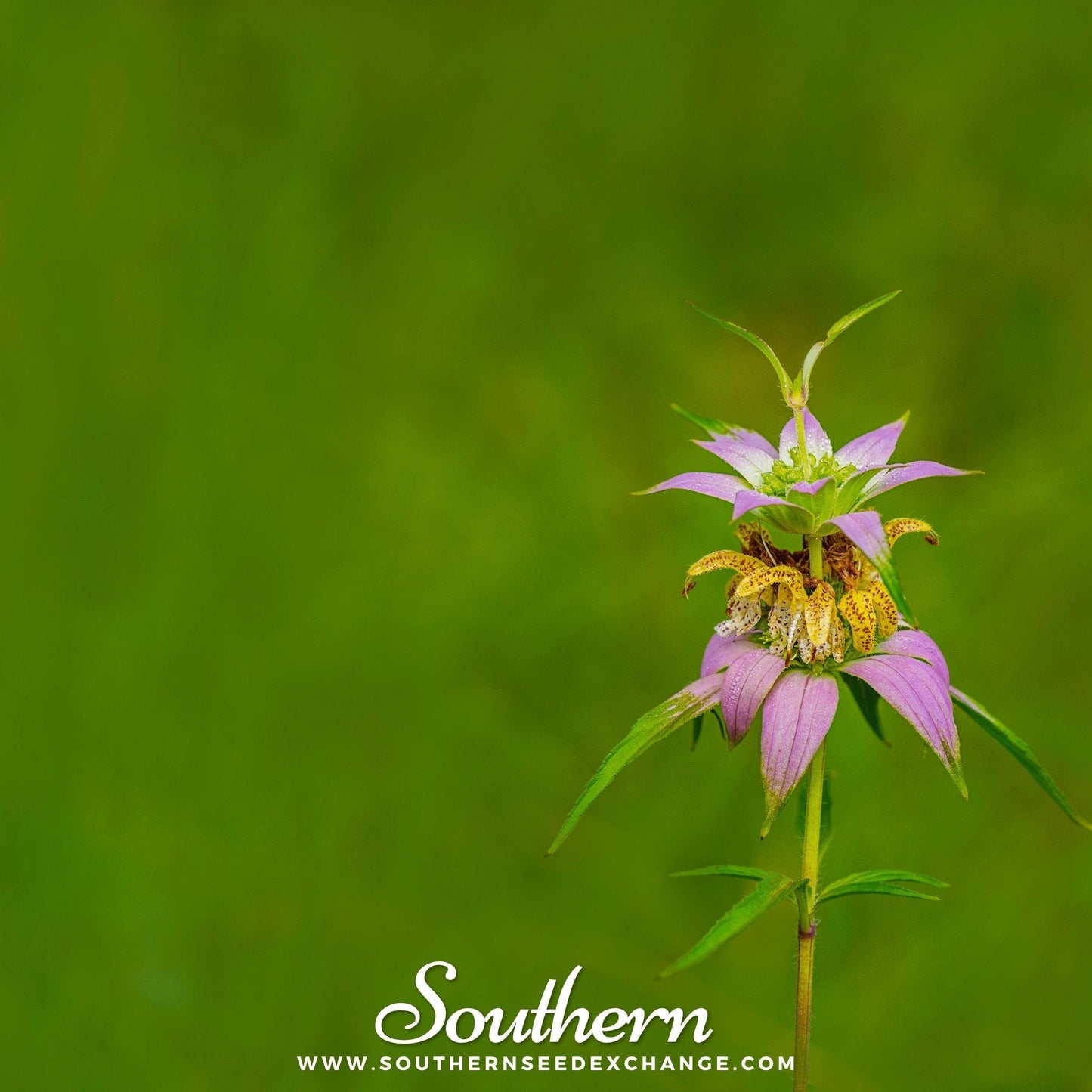 Spotted Bee Balm (Horsemint) – 50 Seeds