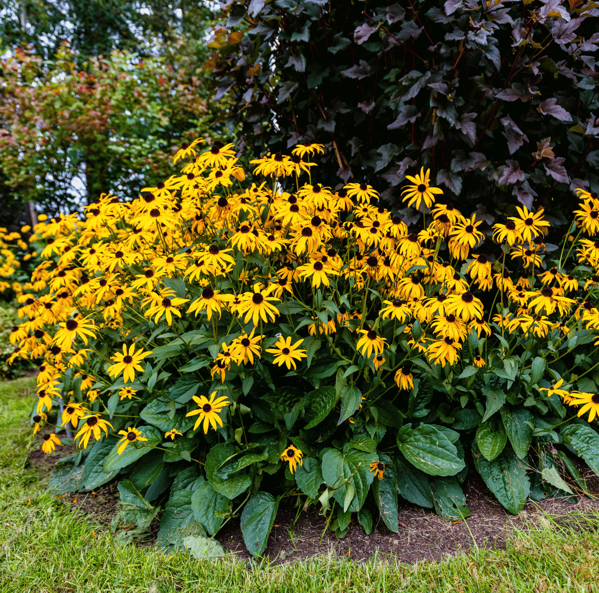 Black Eyed Susans – 100 Seeds – EastMichNatives Nature Store