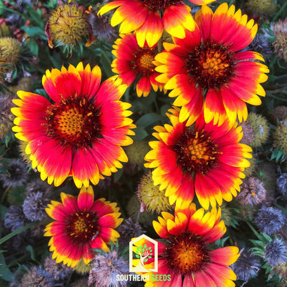 Blanket Flower – 200 Seeds