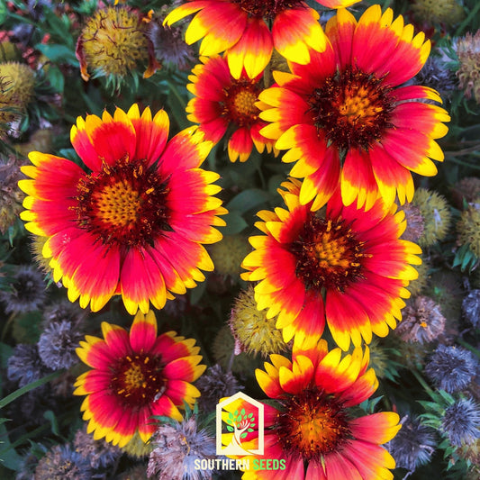 Blanket Flower – 200 Seeds