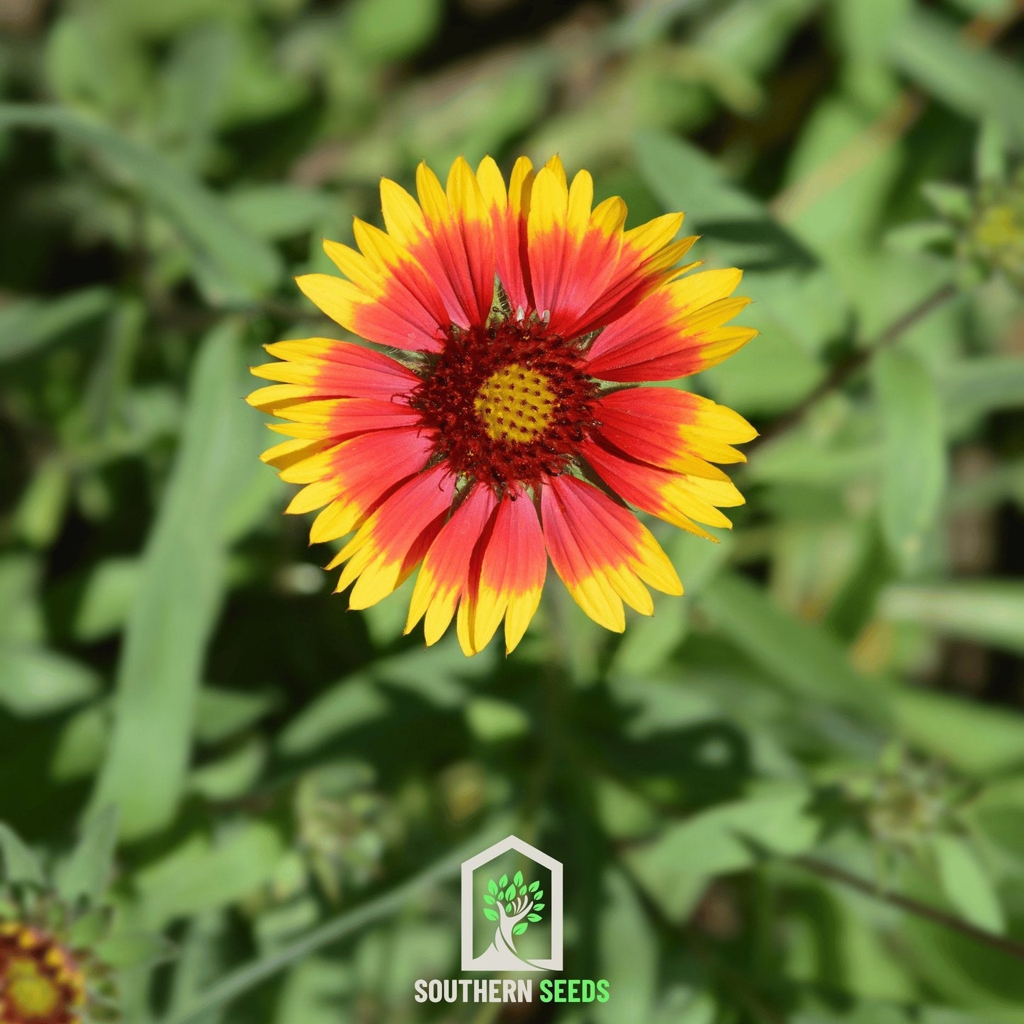 Blanket Flower – 200 Seeds