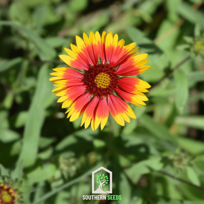 Blanket Flower – 200 Seeds
