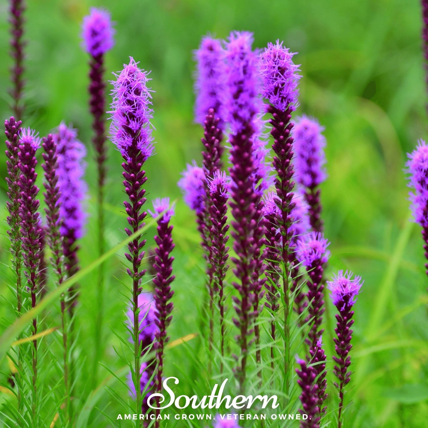 Prairie Blazing Star – 50 Seeds