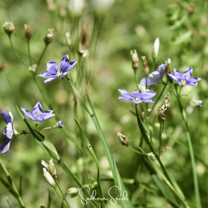 Blue Eyed Stout Grass – 50 Seeds