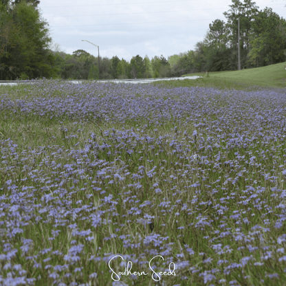 Blue Eyed Stout Grass – 50 Seeds