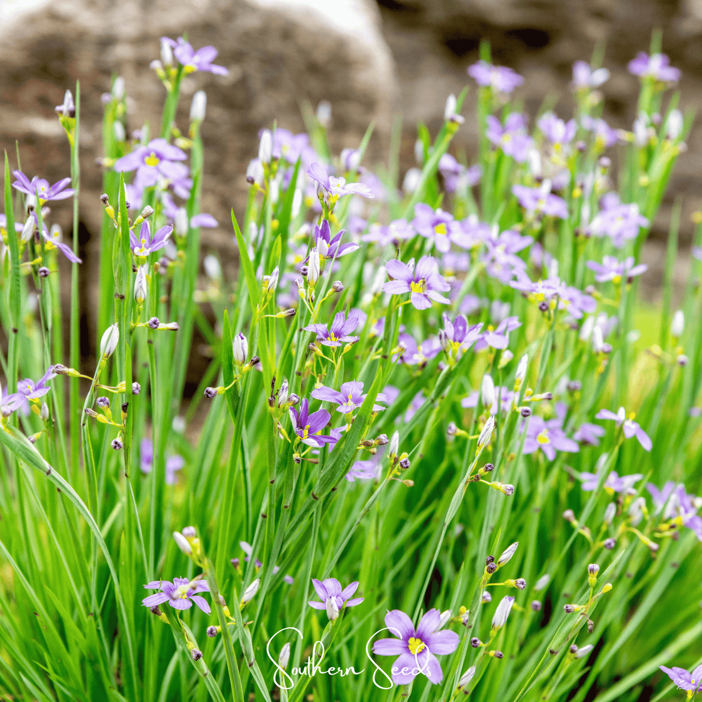 Blue Eyed Stout Grass – 50 Seeds