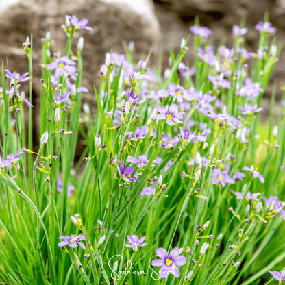 Blue Eyed Stout Grass – 50 Seeds