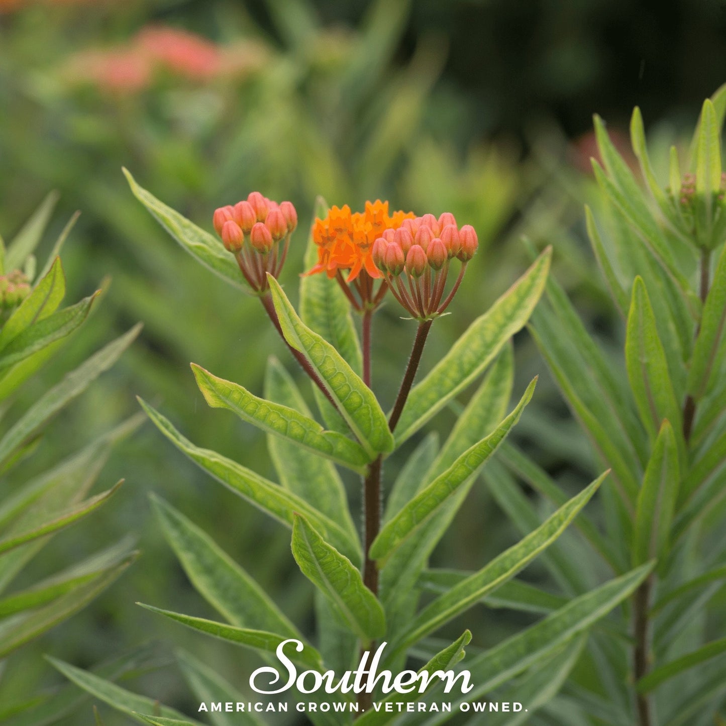 Orange Butterfly Weed – 35 Seeds