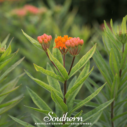 Orange Butterfly Weed – 35 Seeds