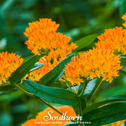 Orange Butterfly Weed – 35 Seeds
