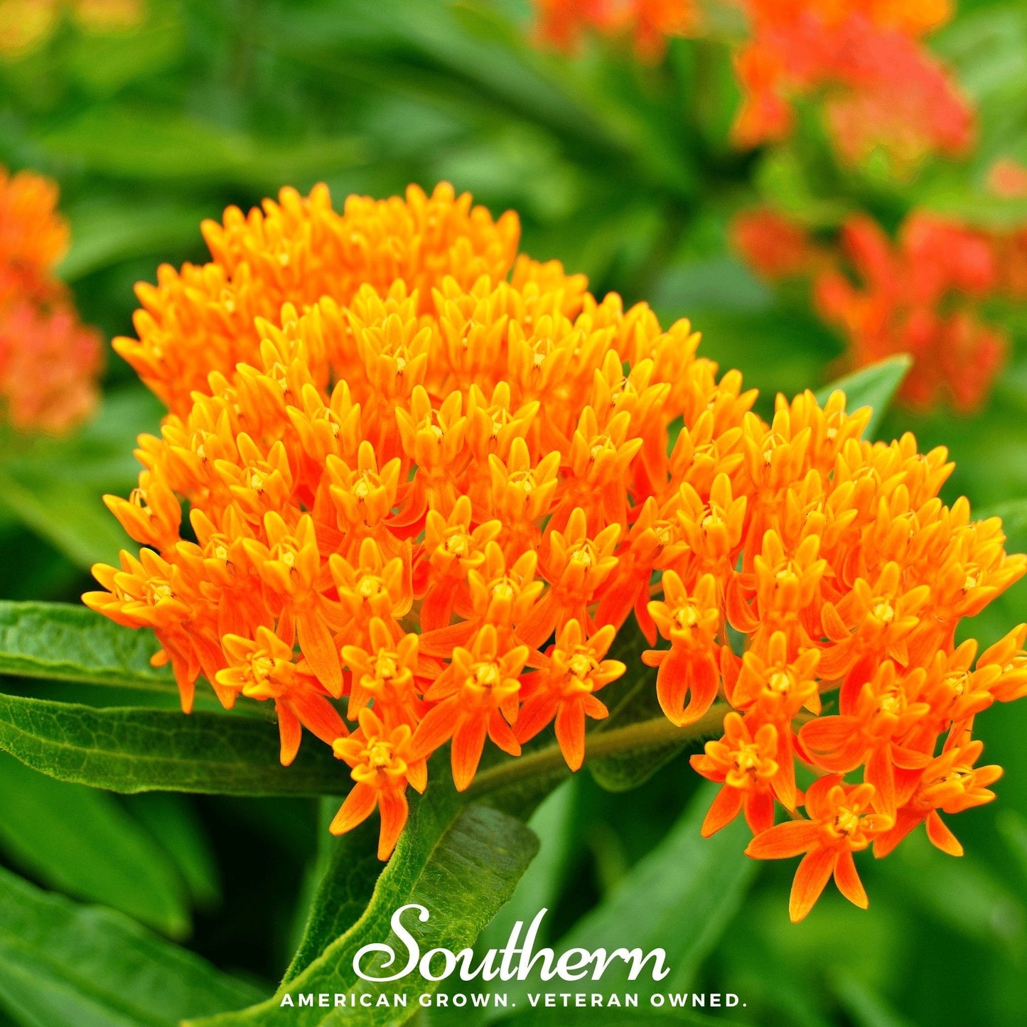 Orange Butterfly Weed – 35 Seeds