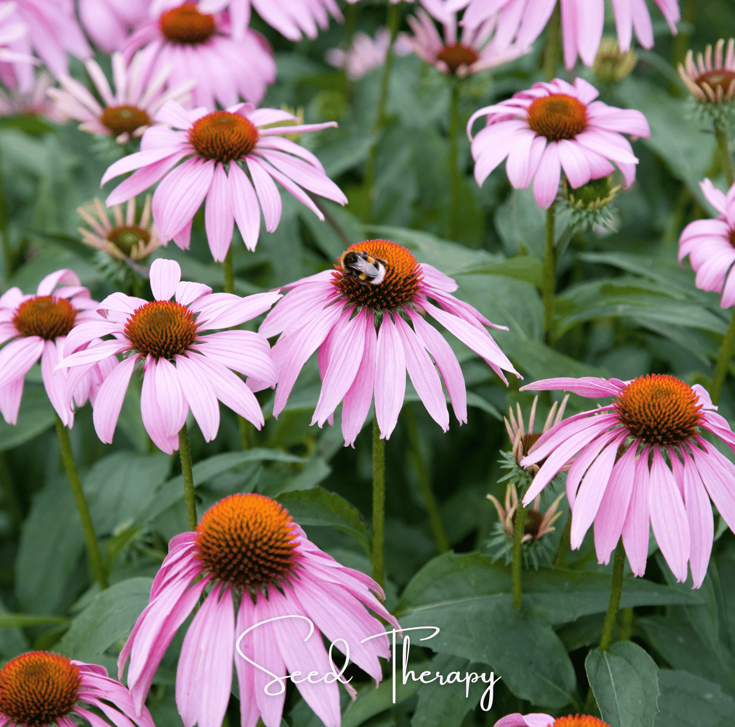 Purple Coneflower (Echinacea) – 100 Seeds