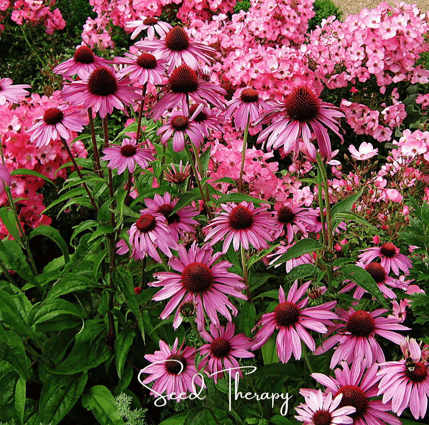 Purple Coneflower (Echinacea) – 100 Seeds