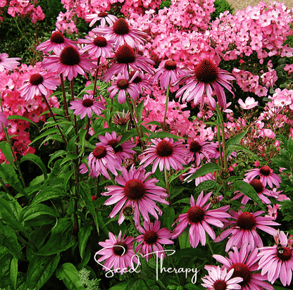 Purple Coneflower (Echinacea) – 100 Seeds