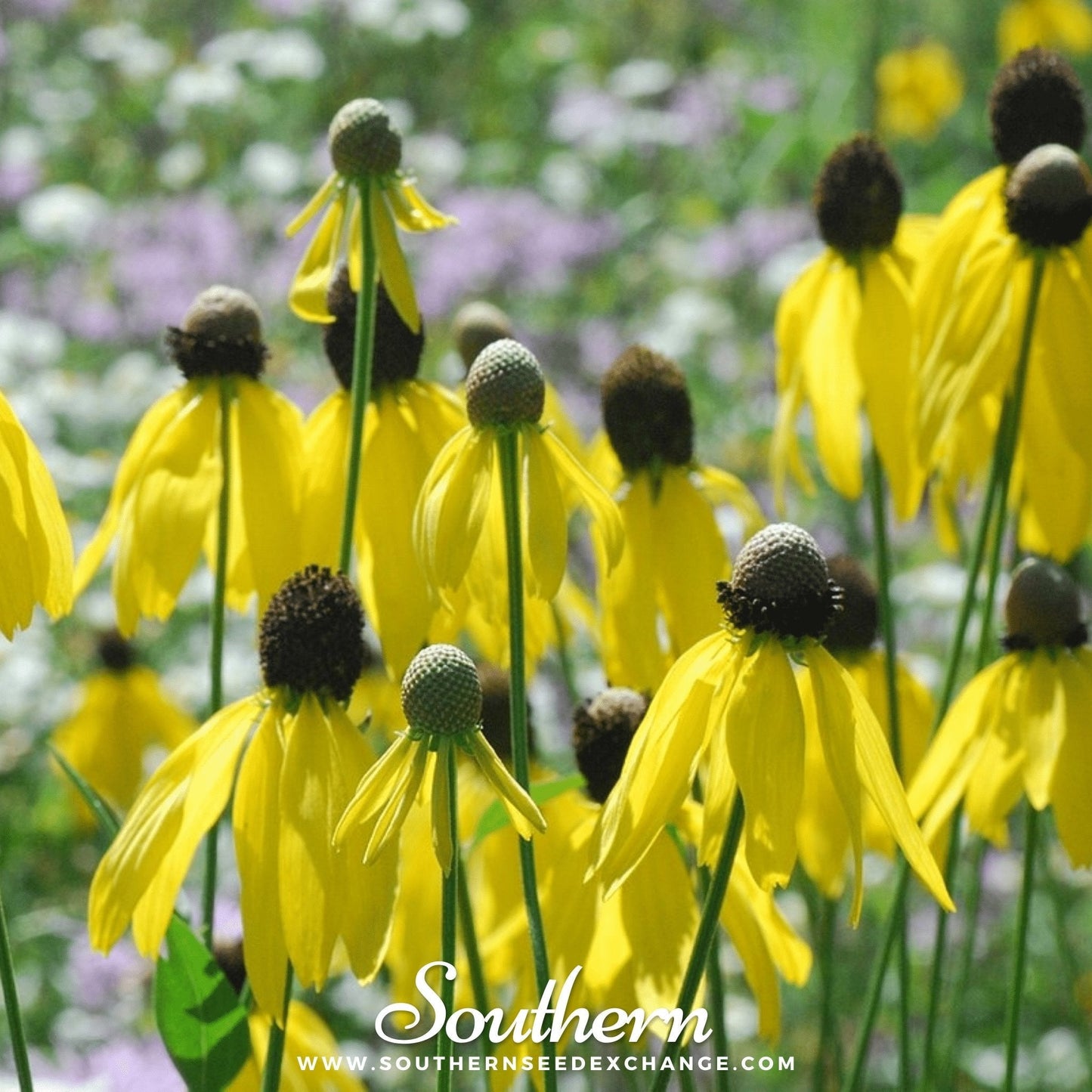 Yellow Coneflower – 100 Seeds