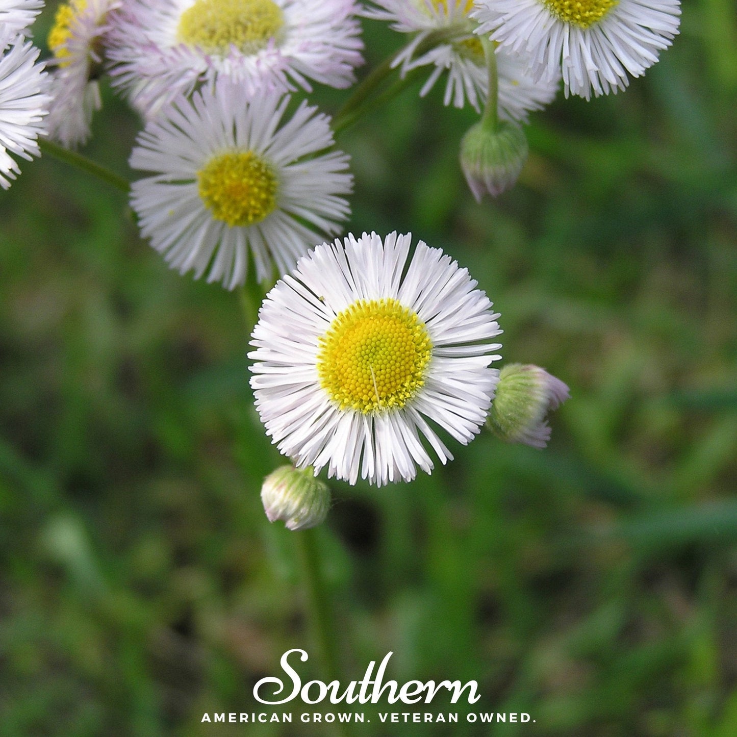 Dainty Daisy Fleabane – 100 Seeds