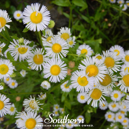 Dainty Daisy Fleabane – 100 Seeds